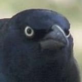 1734670742196711