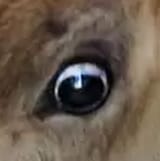 turdeye