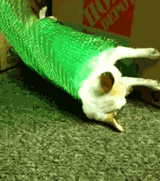 rolling dog