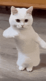 catdance