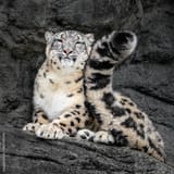 adobe stock leopard tail