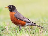 robin