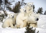 0_CATERS_David_Jenkins_Polar_Bear_Pics_05