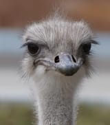 Birb