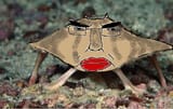 ChudFish1