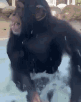 monkey-happy