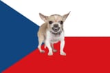 Czech Chihuahua 2