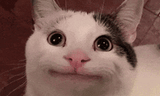welp cat