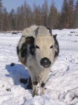 Yakutian_Cattle_01_-_Head-on