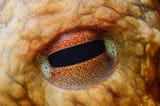 Pupil