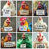 chickens confess