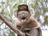MAGA-drop-bear2