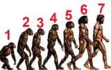 ape