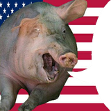 American pig