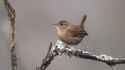 King-wren_thumb.jpg