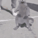 catdance3