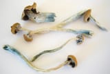 mushrooms