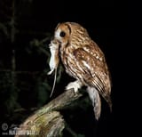 tawny-owl-2528