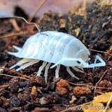 Pocellio-Laevis-White-Copyright