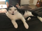 My Cat