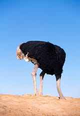 stupidostrich