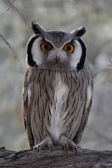WhiteFacedScopsOwl121