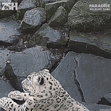snow leopard sees camera