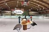french canadian geese