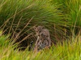jaguares_ibera3