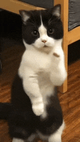 catdance