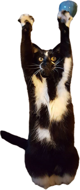 standing-cat-keys-goal-kitty-7