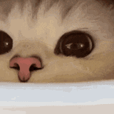 cat-sniff-sniff