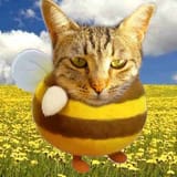 buzzoff