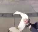 drum duck_thumb.jpg