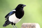 Magpie_87624-2545250824 (1)