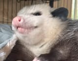 SmugOpossum
