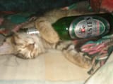 Cat_with_beer_bottle