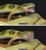 angryscreech