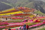 lezoor-tulip-garden-mp-b760bb
