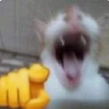 39285-cat-laugh
