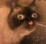 derpy