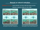 natural selection