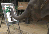 painting_elephant_gif