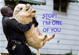 lil-piggy