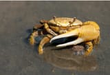 fiddlercrab