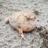 desert-rain-frog