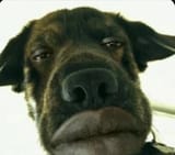 niggadog