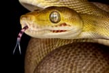 Snake Tongue
