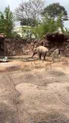 Elephant saves antilope_thumb.jpg