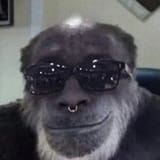 Septum gang